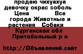продаю чихуахуа девочку,окрас соболь › Цена ­ 25 000 - Все города Животные и растения » Собаки   . Курганская обл.,Притобольный р-н